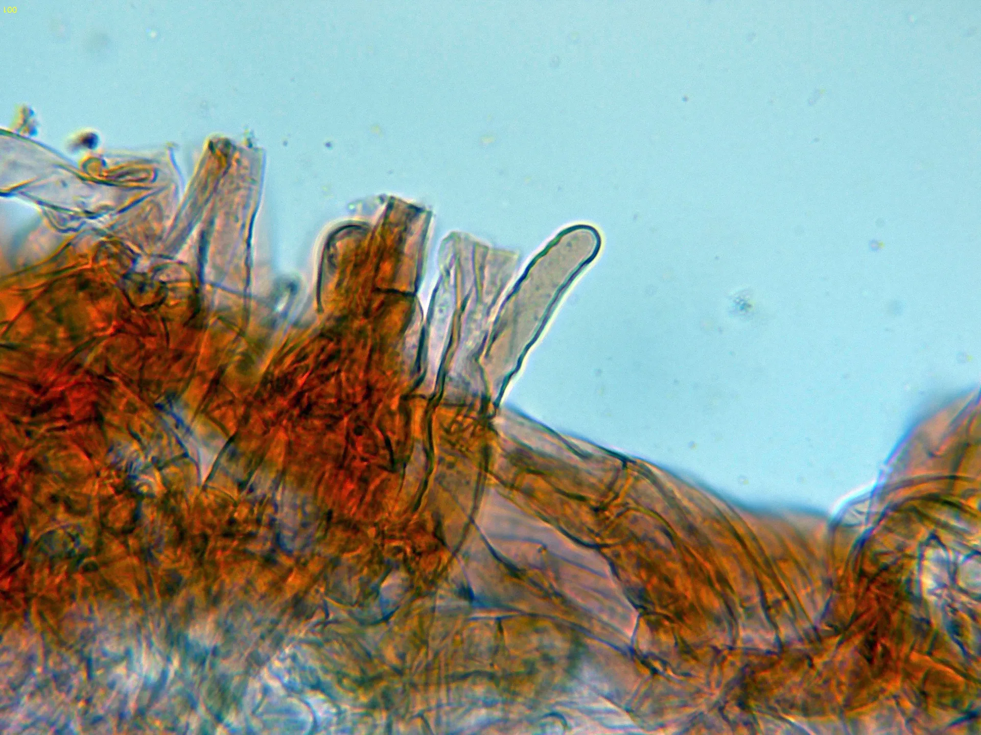 Microscopía de Inocybe dulcamara - 10 - Caulo parte alta-001